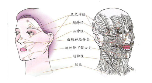 面部肌肉走向圈